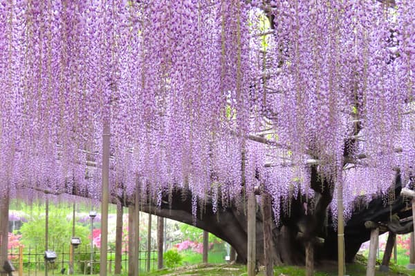 Great Wisteria at full bloom — daytime 2 (archive photo)