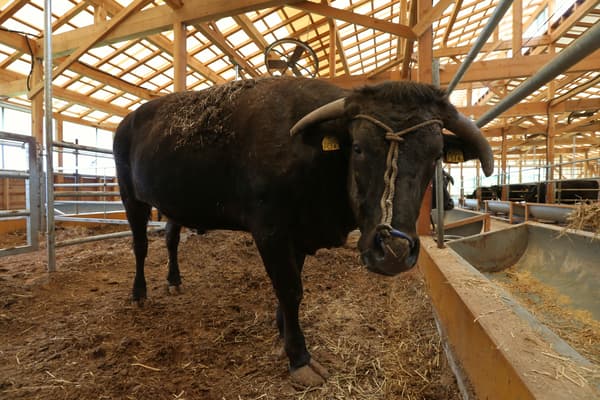 但馬牛（圖片）