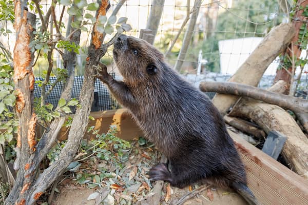 American Beaver (male) who joined in October 2025