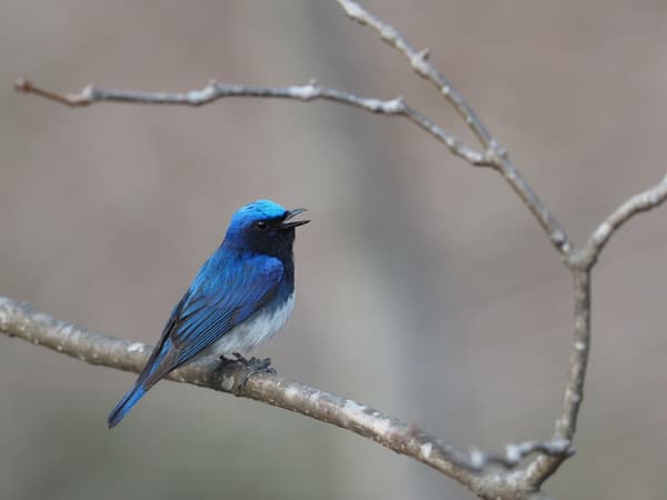 사진: 청백딱새 (4월 말 픽초 직원이 촬영)