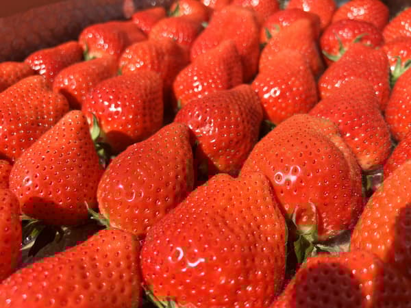 Exhibición de fresas de marca