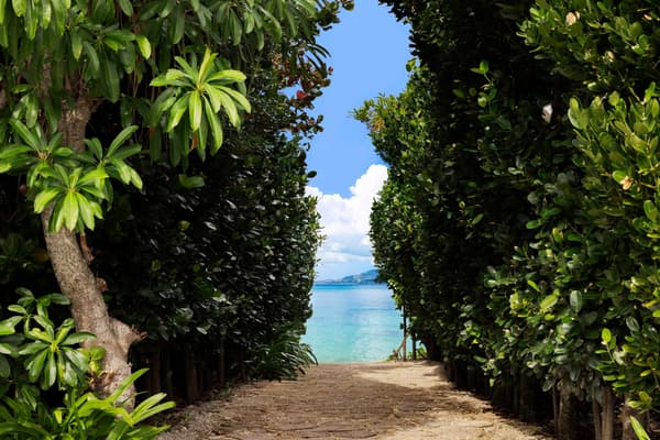 Camino arbolado que conduce directamente a la playa Kise