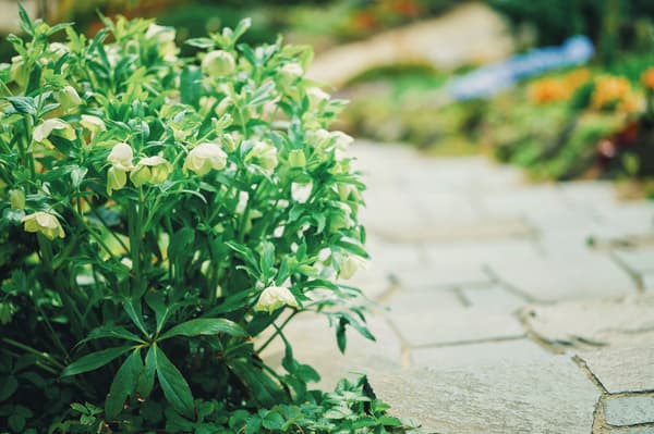 精致的圣诞玫瑰