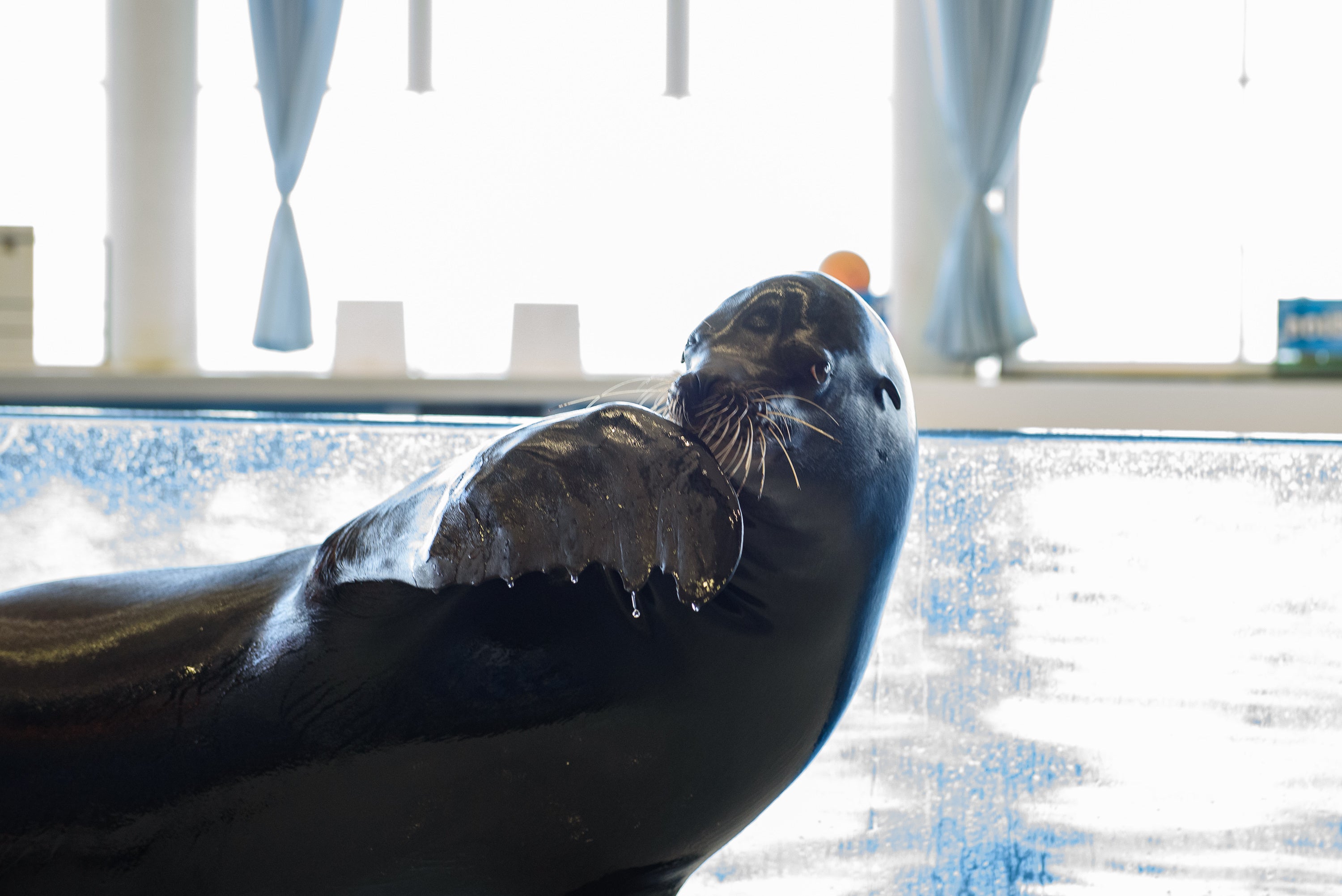 California sea lion performing