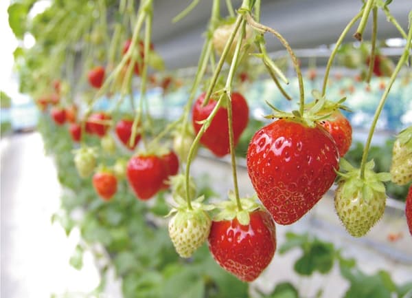 Strawberry picking experience