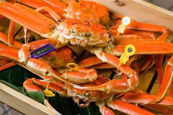 Splendid Echizen crab from Mikuni Port with excellent shape and color. The purple tag is Mikuni Port's original tag certifying imperial quality, while the yellow tag indicates Fukui Prefecture origin