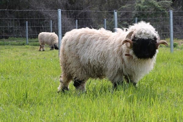 แกะวาเลส์แบล็กโนสสวิสที่ Rosanberry Tawada