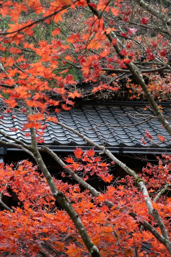 Presentación elegante de especialidades locales de Kumamoto