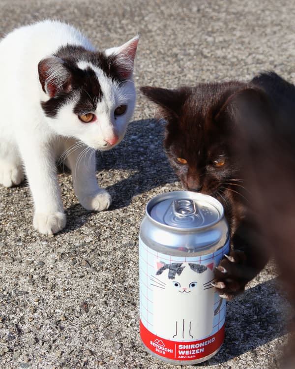 Personalizada para que coincida con un gato esmoquin encontrado en la isla Sanagi