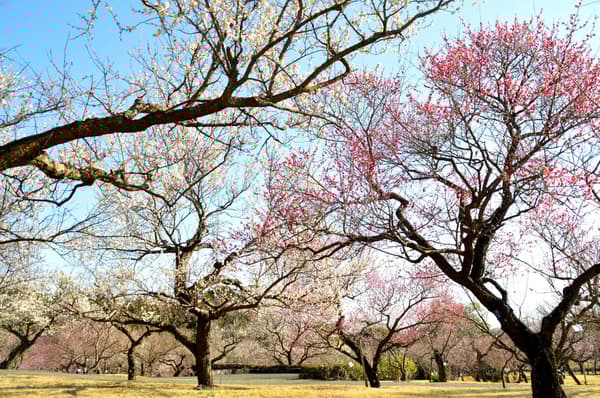 2026年1月17日拍攝的小田原花園梅林 - 早開品種已進入盛開期