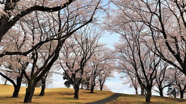 세이부엔 골프 코스 – 코스의 벚꽃