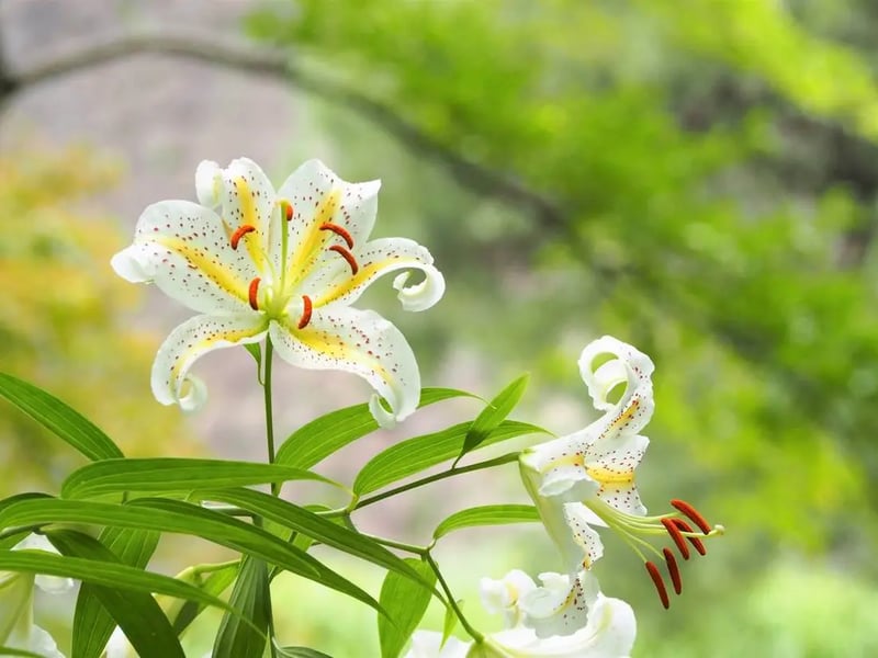 Golden-rayed lily