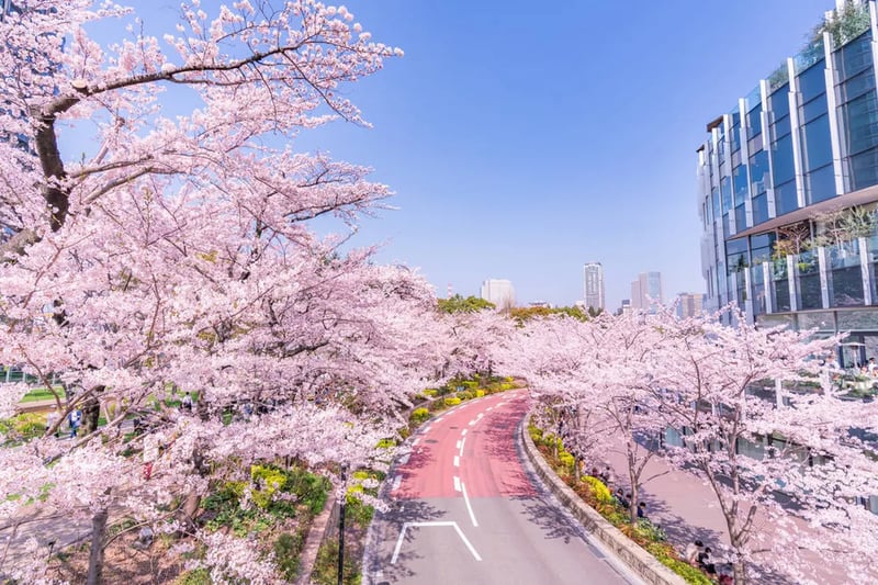 MIDTOWN BLOSSOM