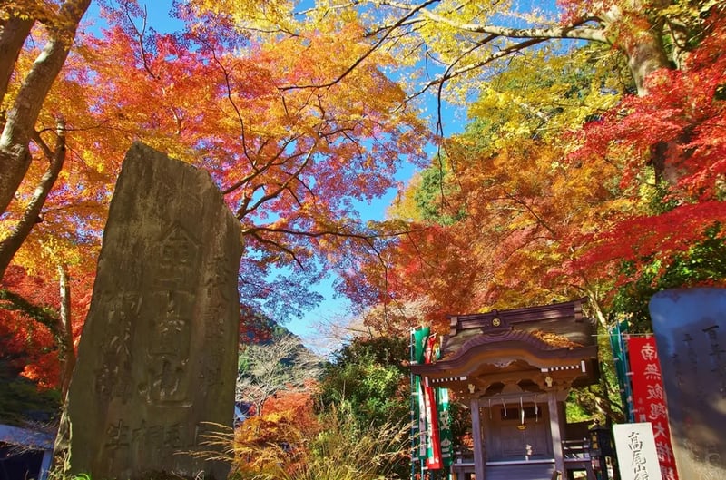 Autumn leaves