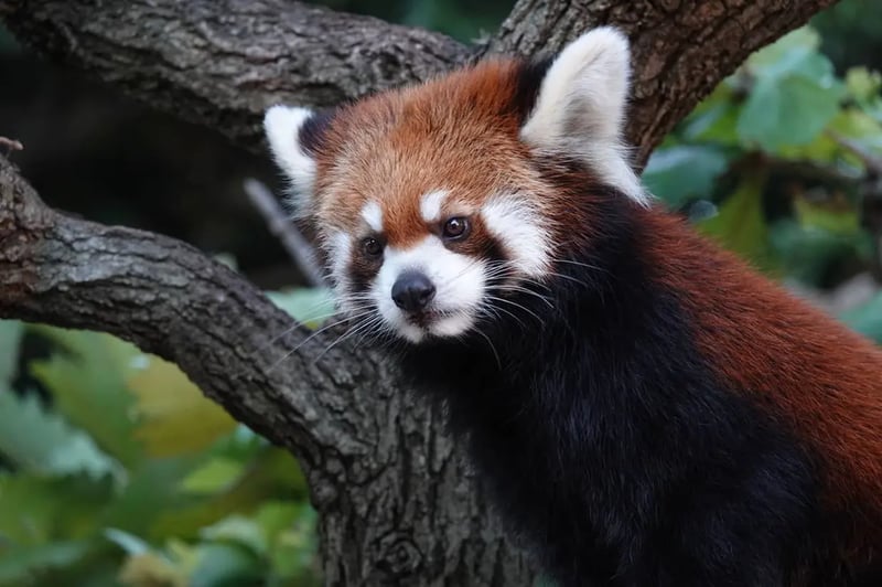 Nogeyama Zoo