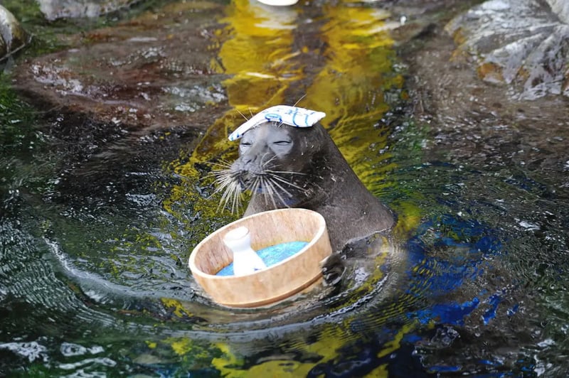 seal plaza