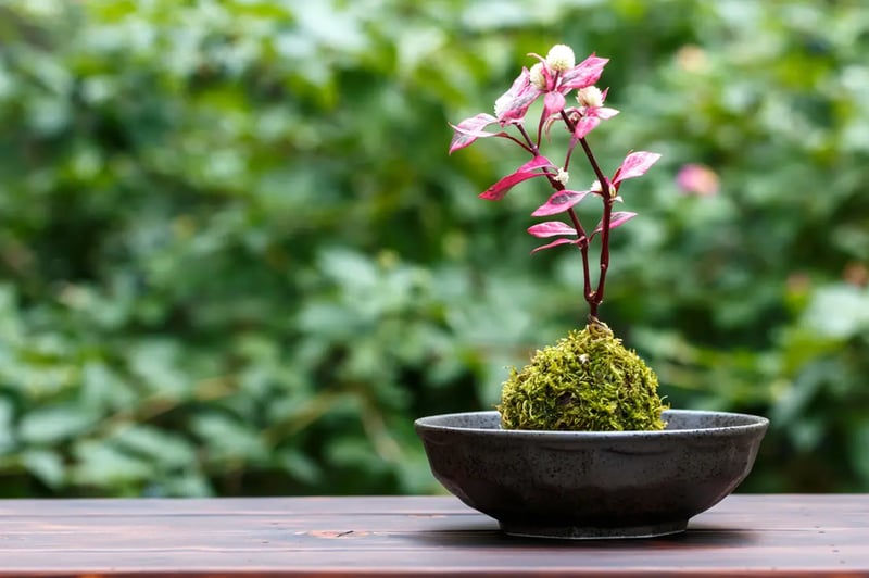 Bonsai