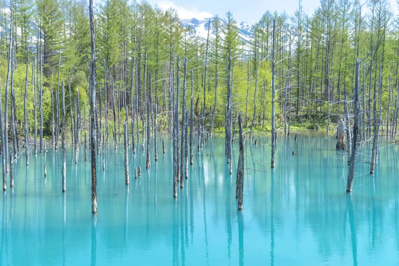 Blue Pond (青い池)