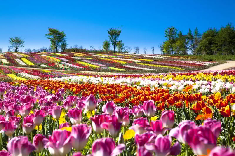 Nasu Flower World
