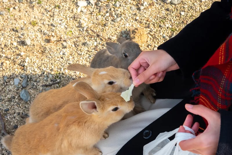 Rabbits