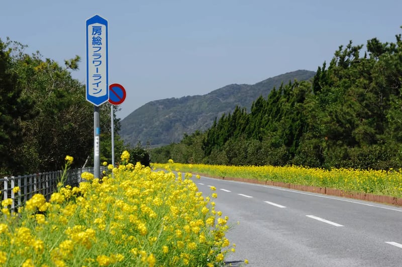 Boso Flower Line