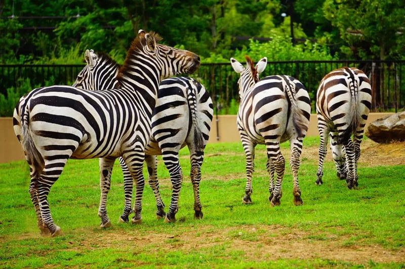 Yokohama Zoo (Zoorasia)