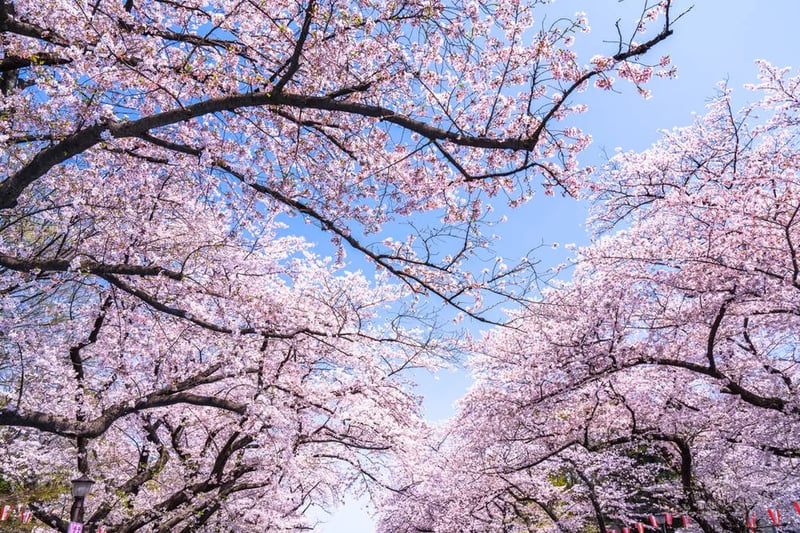 Cherry blossoms in Ueno Park