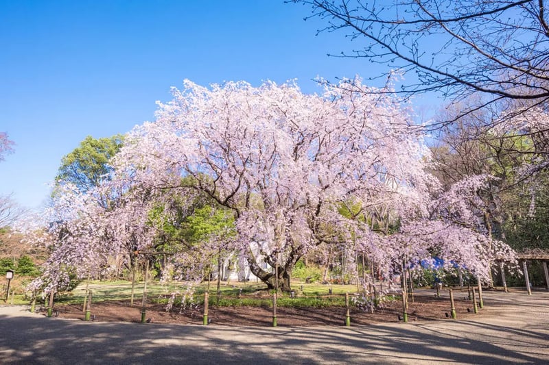 weeping cherry blossoms