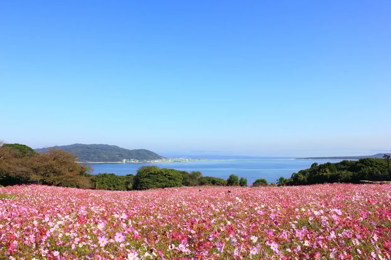 Nonokonoshima Island Park (のこのしまアイランドパーク)