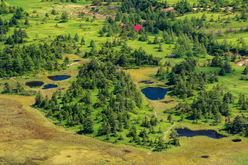 Yoshigadaira Wetlands (芳ヶ平湿地群)