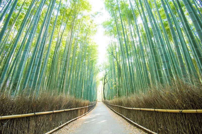 Bamboo Forest(竹林の小径)