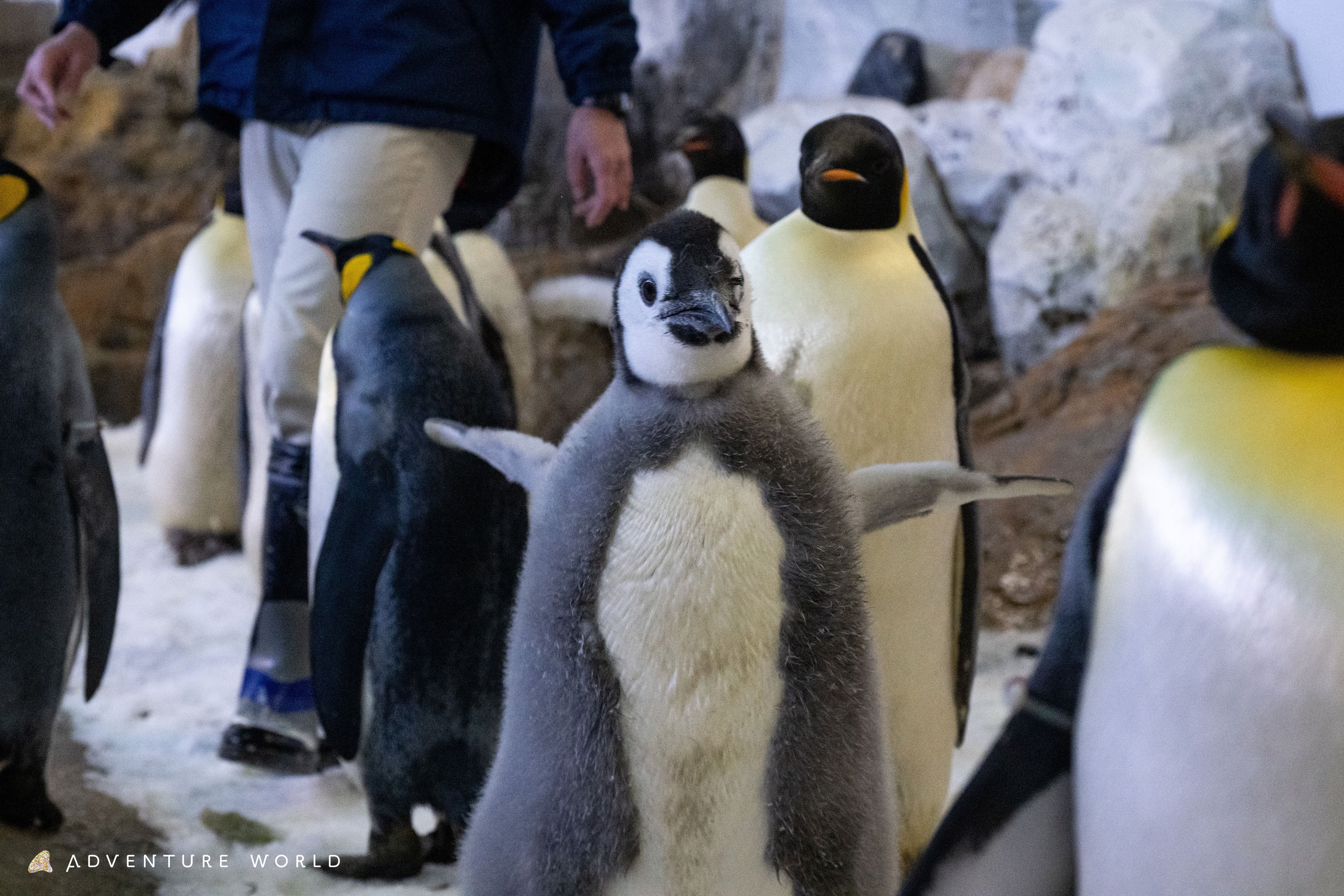 在户外散步的企鹅宝宝