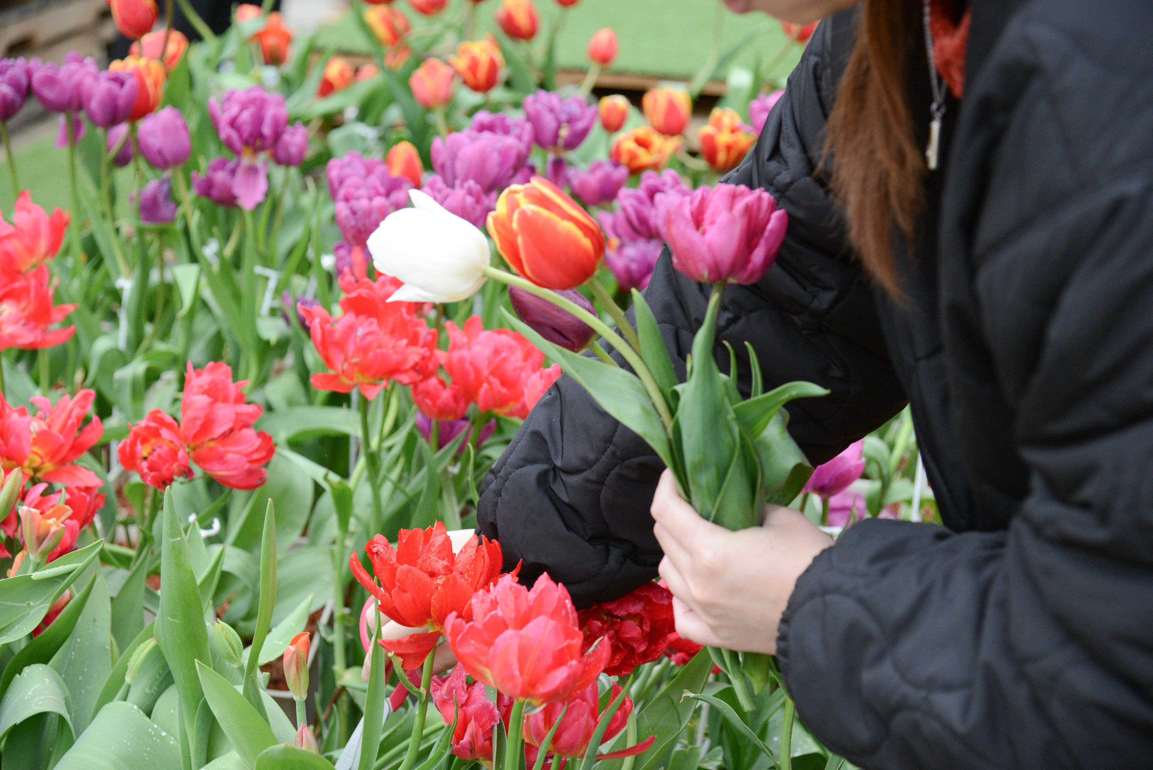 Recolección de tulipanes