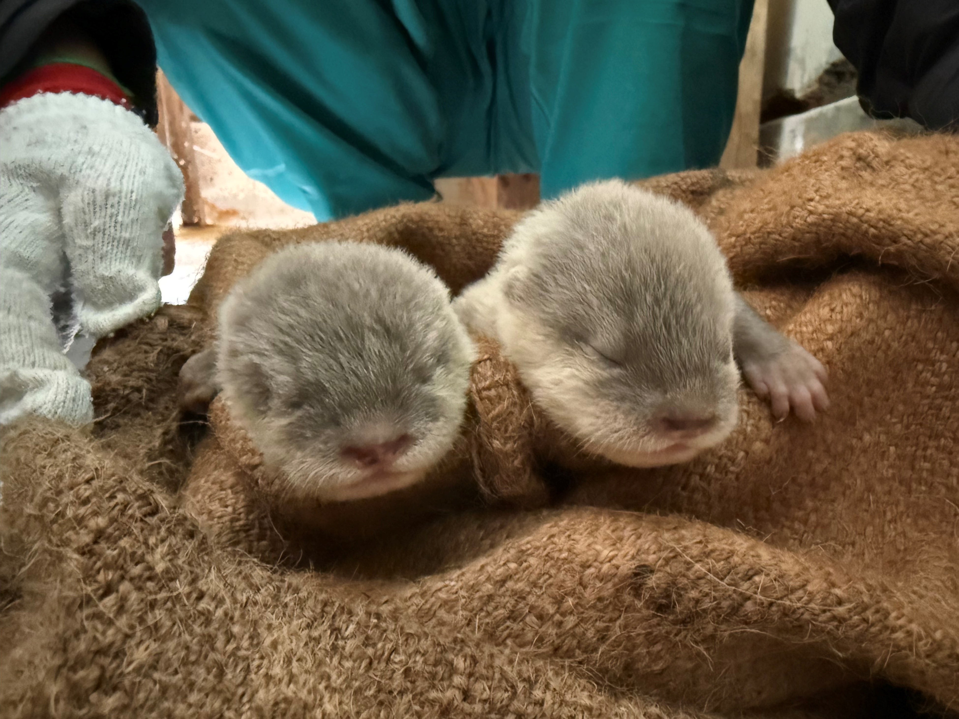 Baby Asian Small Clawed Otters Born At Minami Chita Beachland For The baby-asian-small-clawed-otters-born-at-minami-chita-beachland-for-the