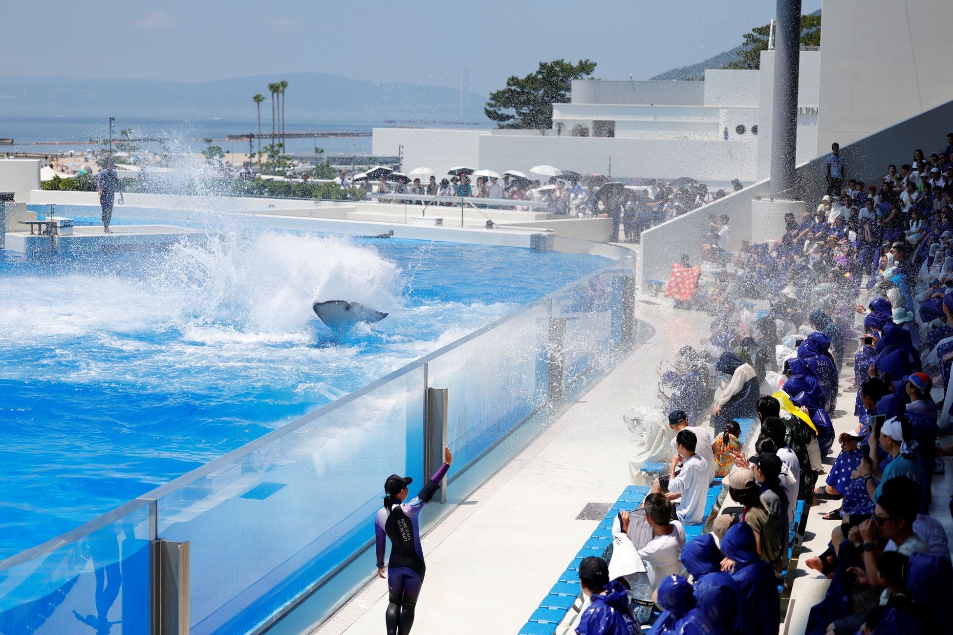 KOBE SUMA SEA WORLD Extends Popular Orca 